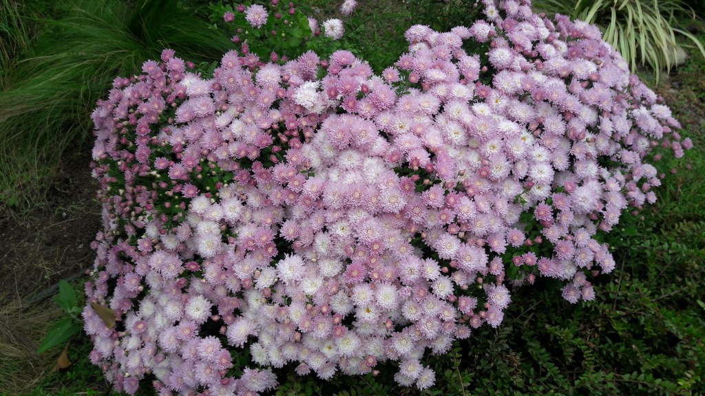 This image has an empty alt attribute; its file name is 20181017_113025.jpg